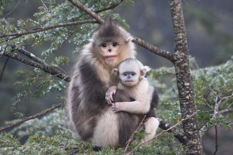 Illustration for article titled Is This the Saddest Monkey on Earth?